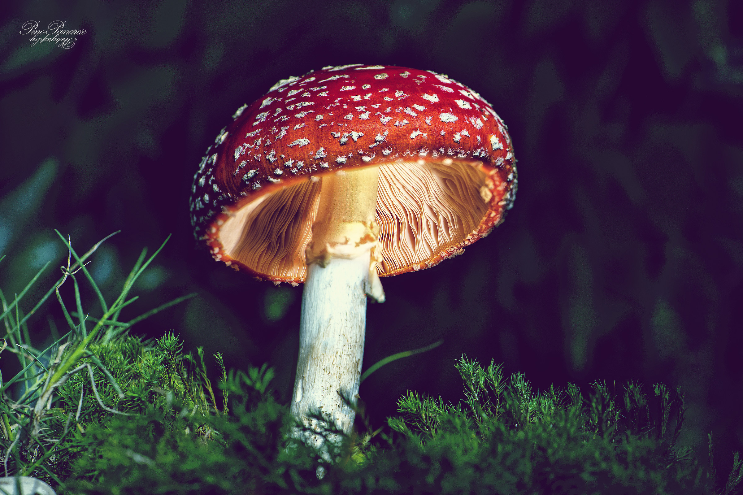Amanita Muscaria