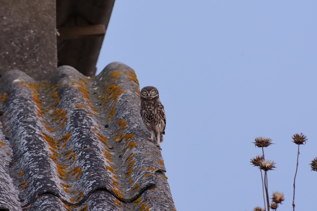 Civetta al crepuscolo serale.