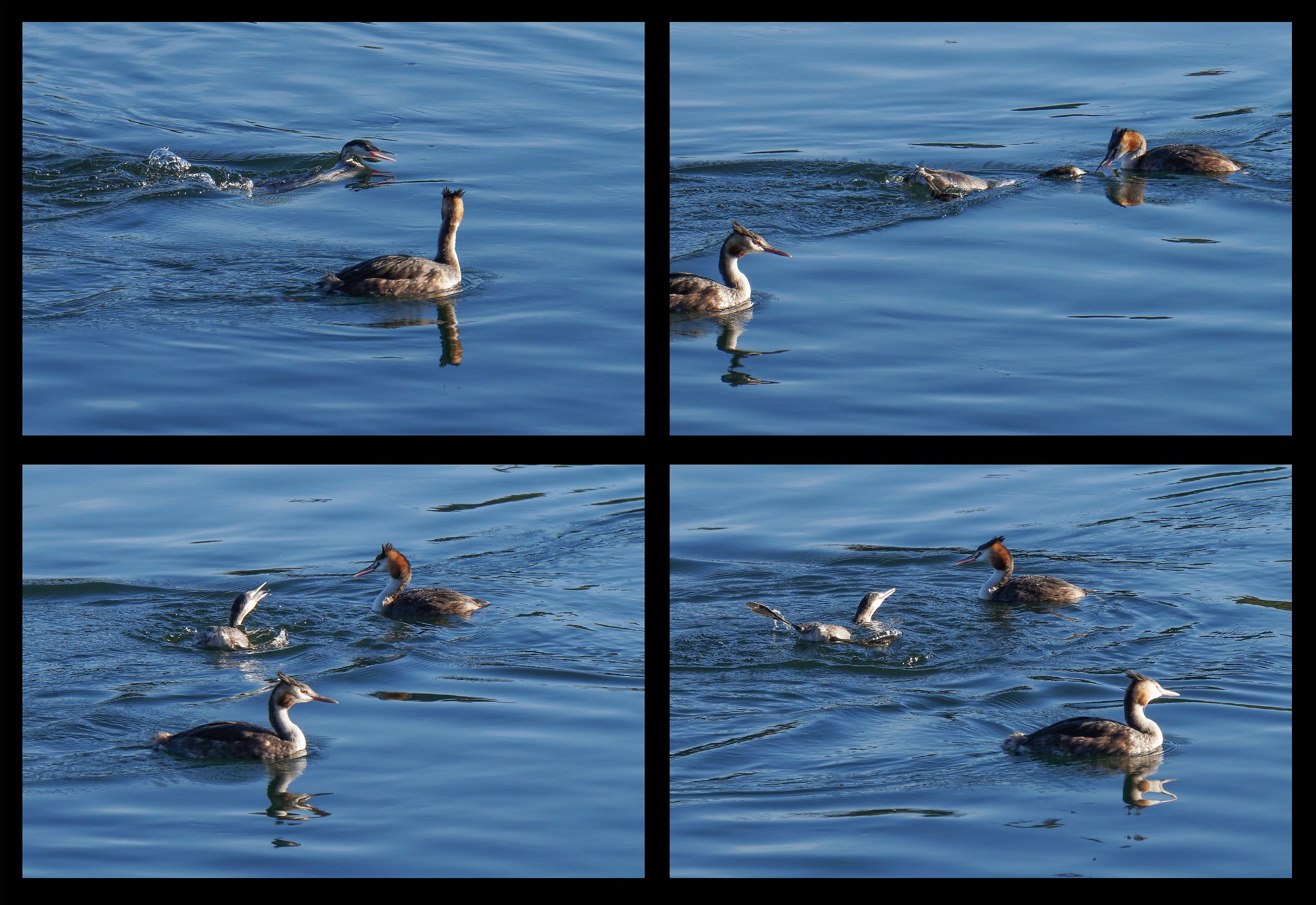 Chick running to catch a fish from the parent