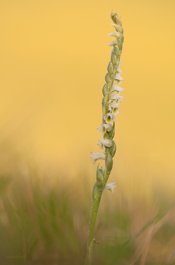 Spiranthes spiralis