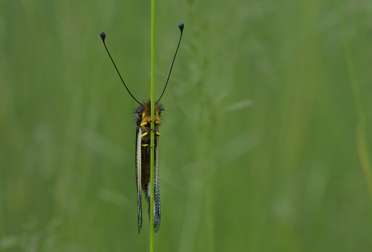 E vvvvvvvvai! Stavolta mi sono nascosto benissimo!
