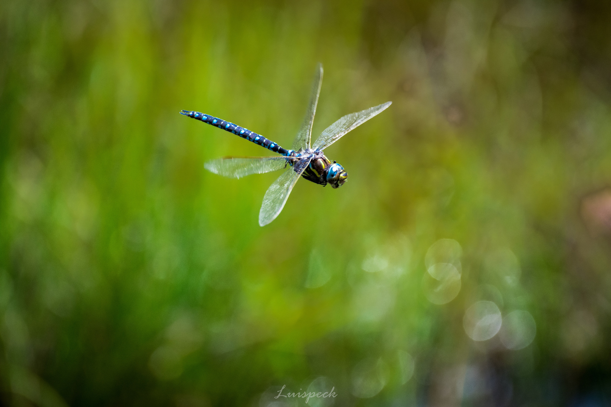 Dragonfly