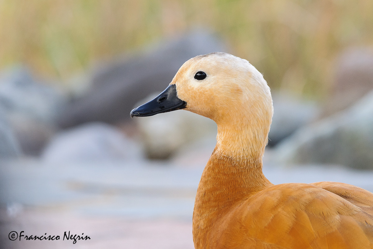 Portrait of Ruddy shelduck ( juvenile )