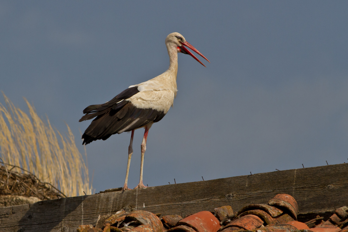 Stork