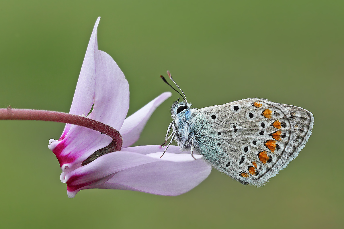 Polyommatus thersites sul fiore