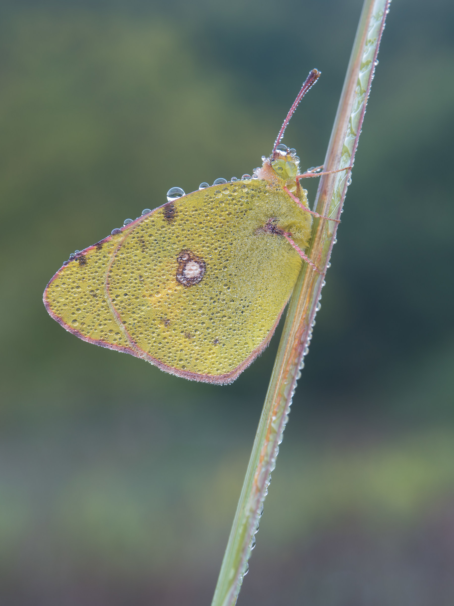 Colias crocea