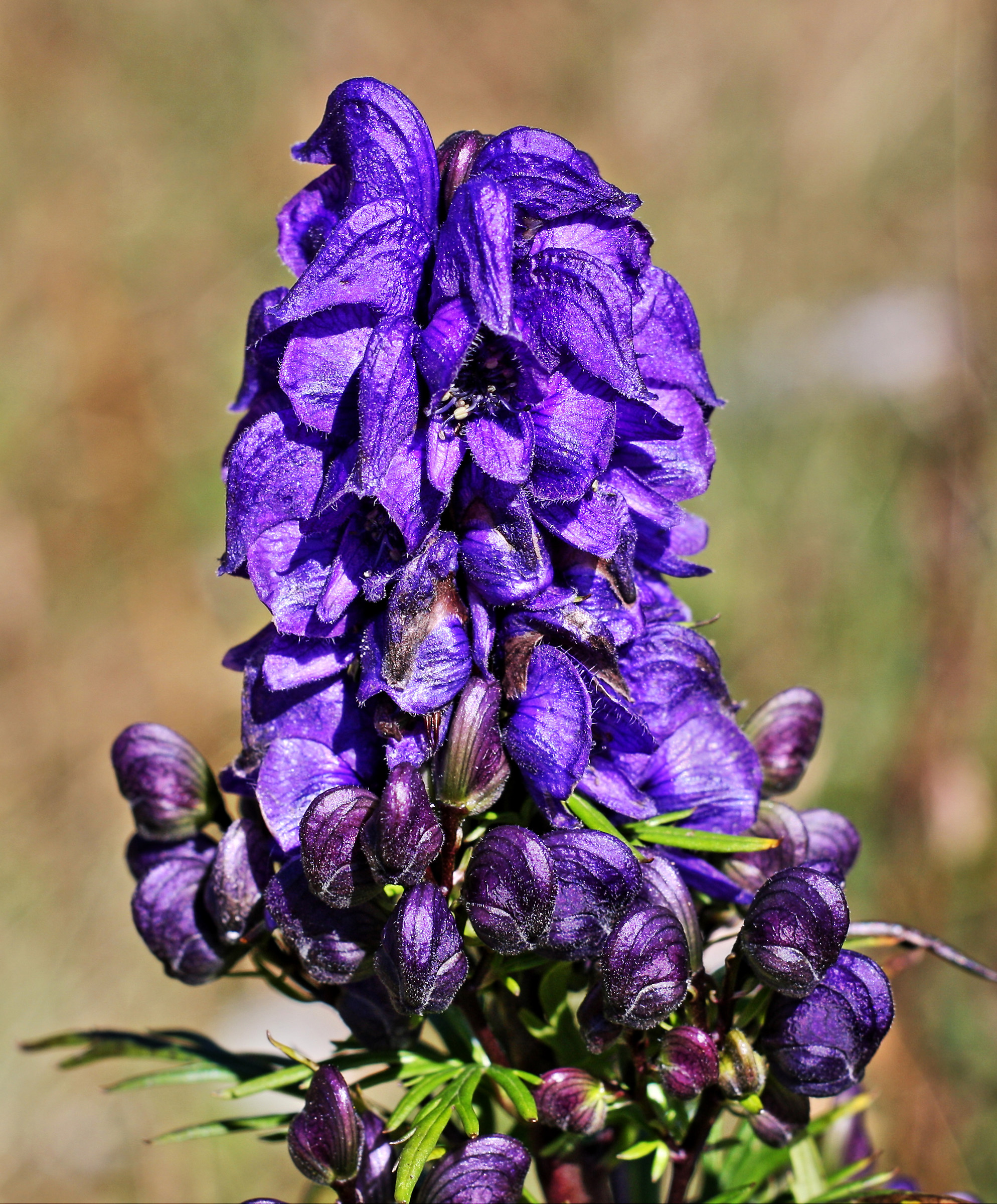 Aconitum napellus
