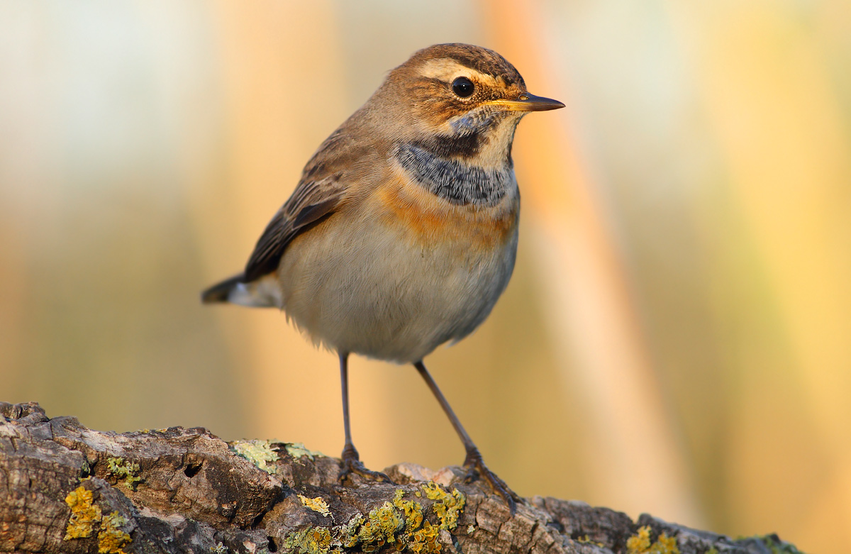 Bluethroat