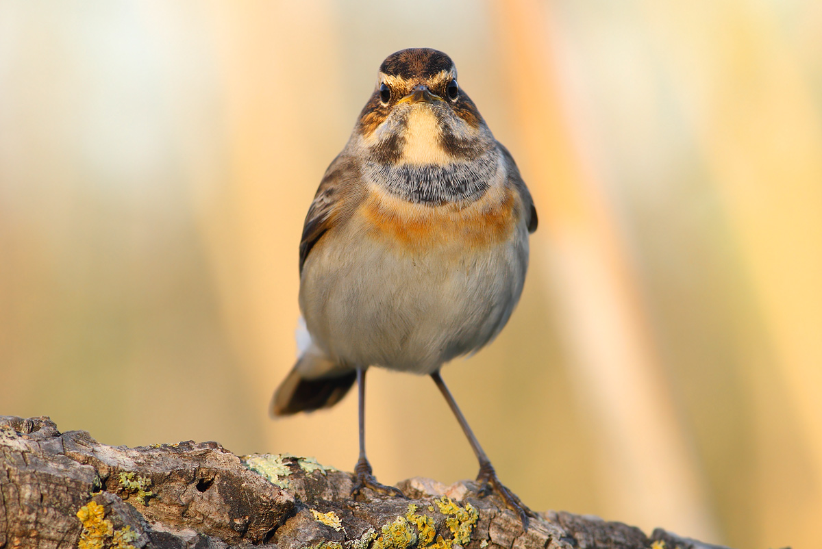 Bluethroat