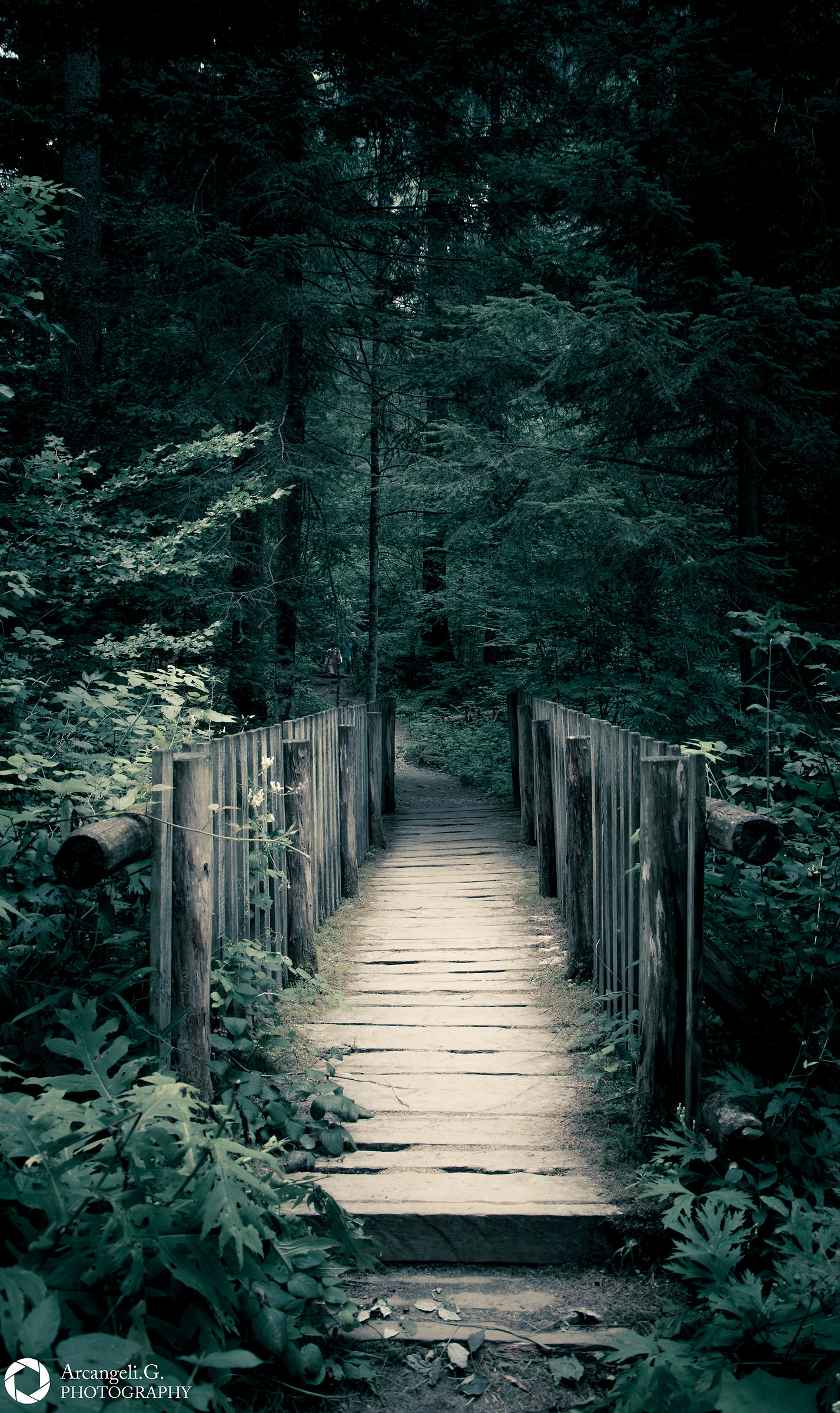 The bridge in the forest