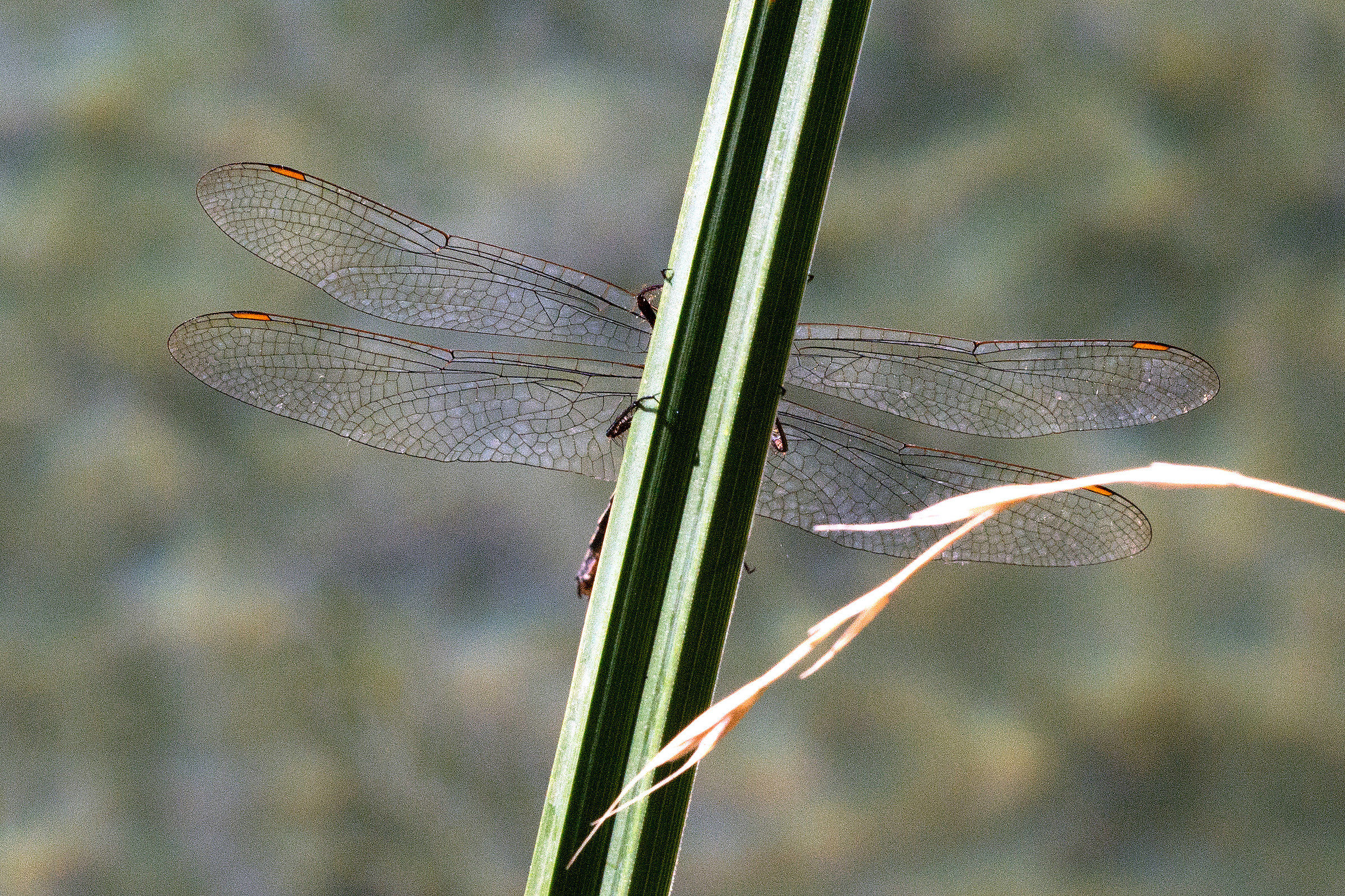 Libellula 3