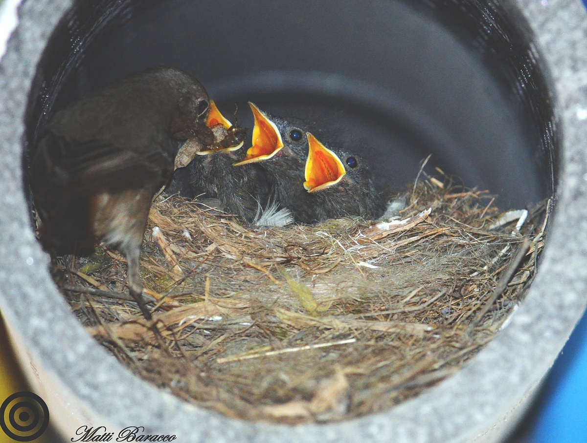 Birds nest in suction hose garage!