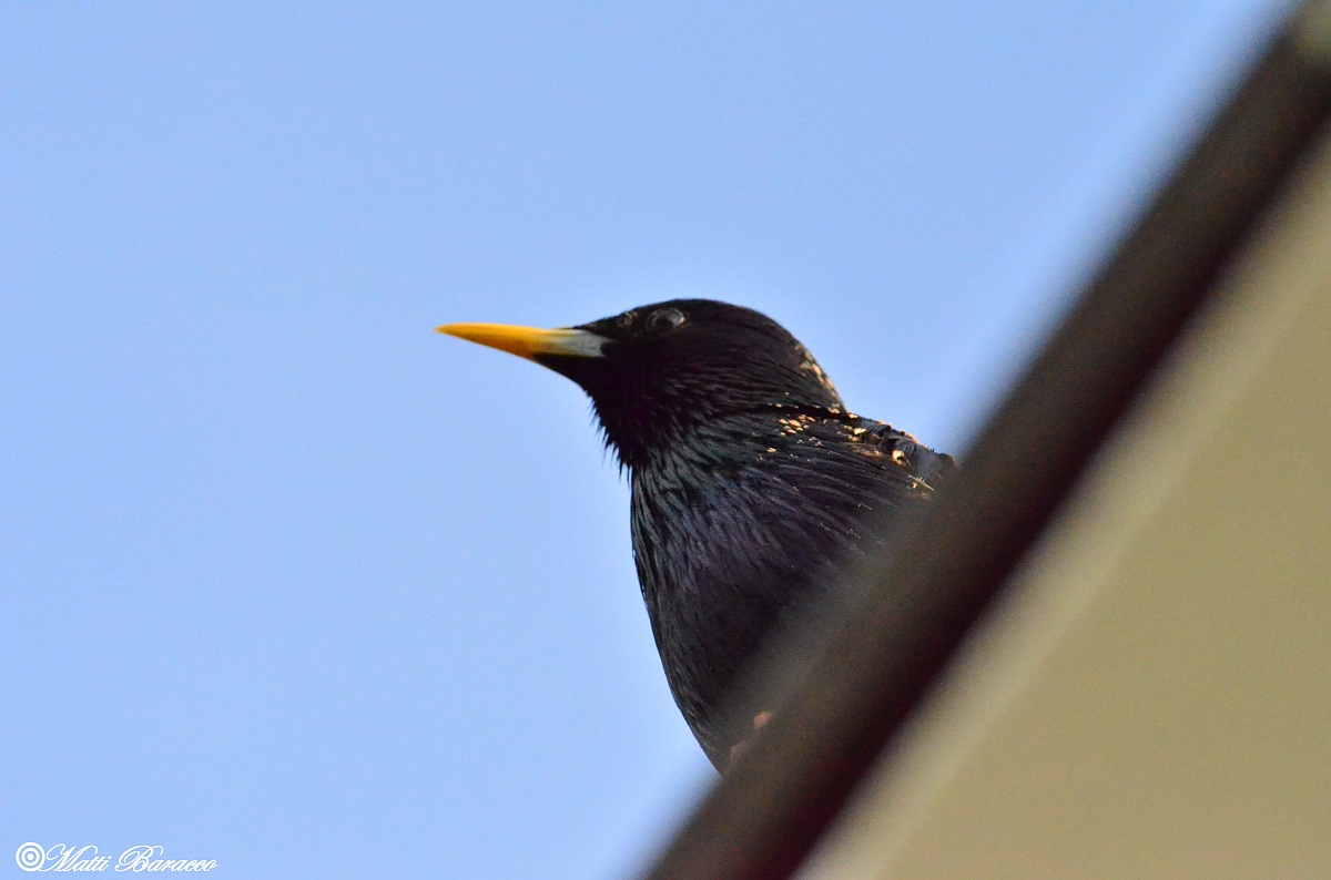 The Stordo on the roof of my house!