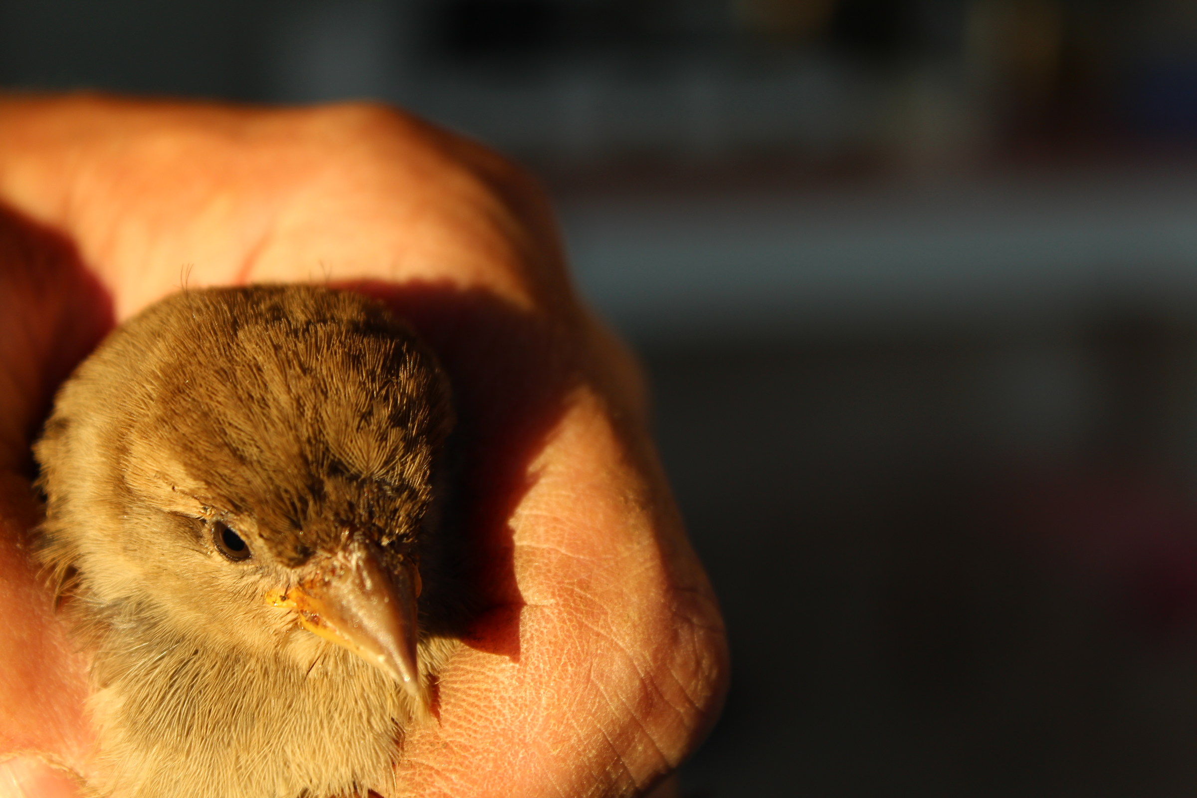 saved by tyrants hunting