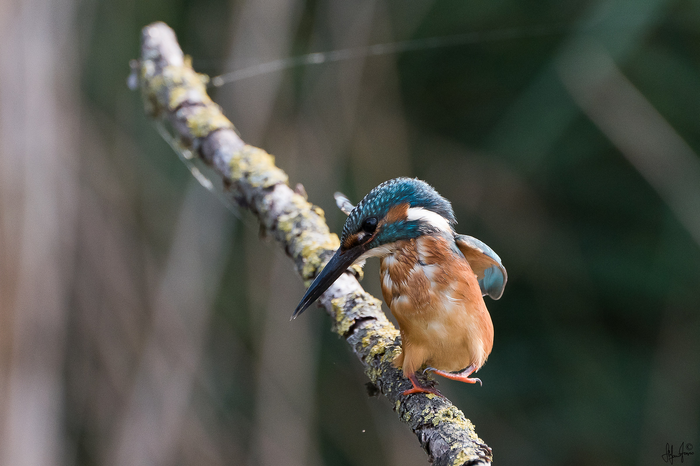 Martin pescatore-6835