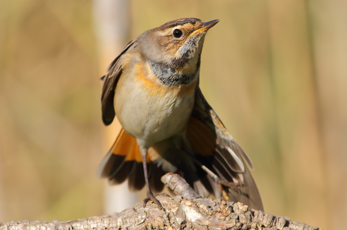 Bluethroat