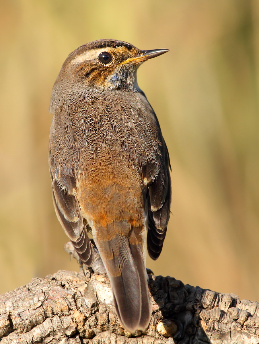 Bluethroat