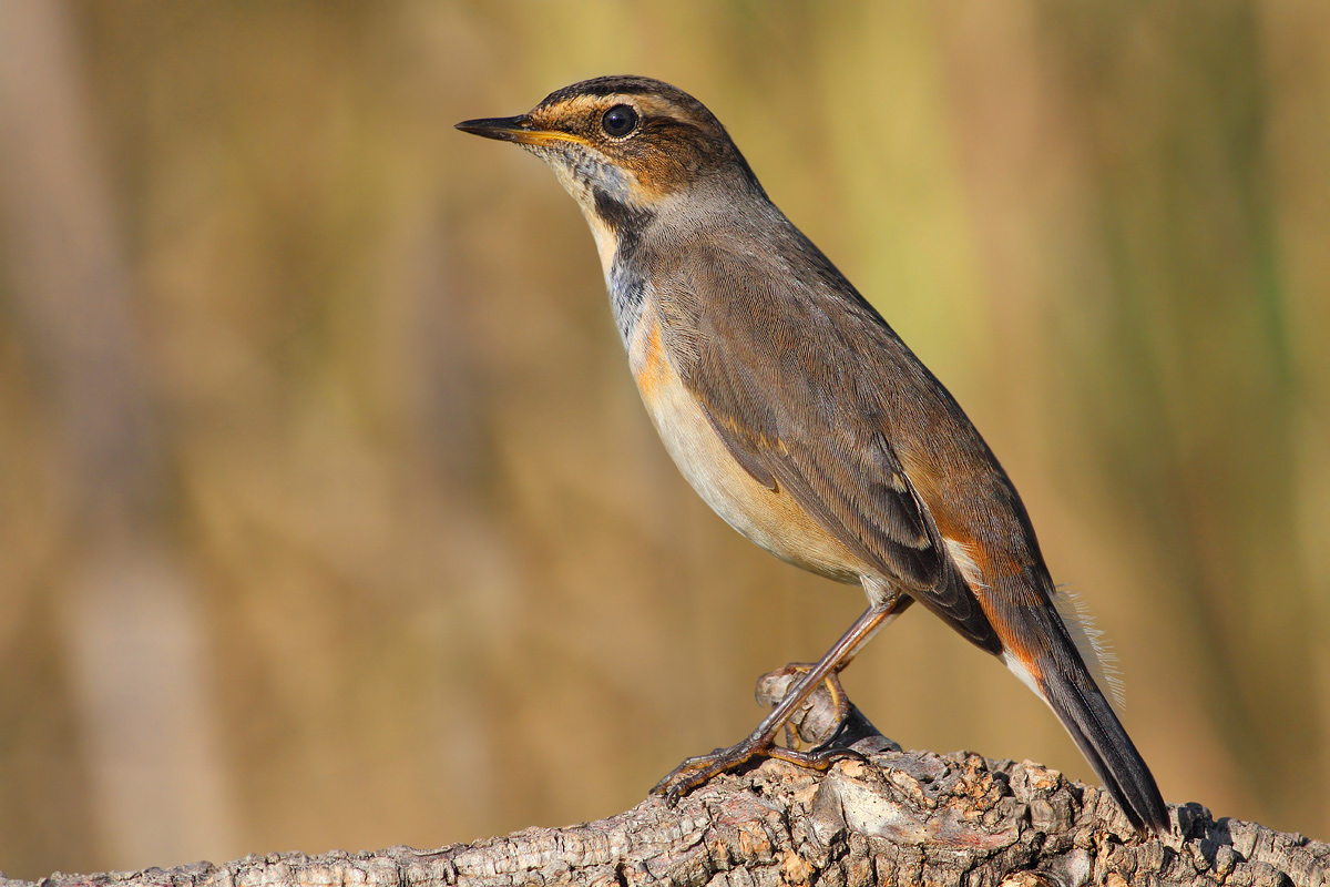Bluethroat
