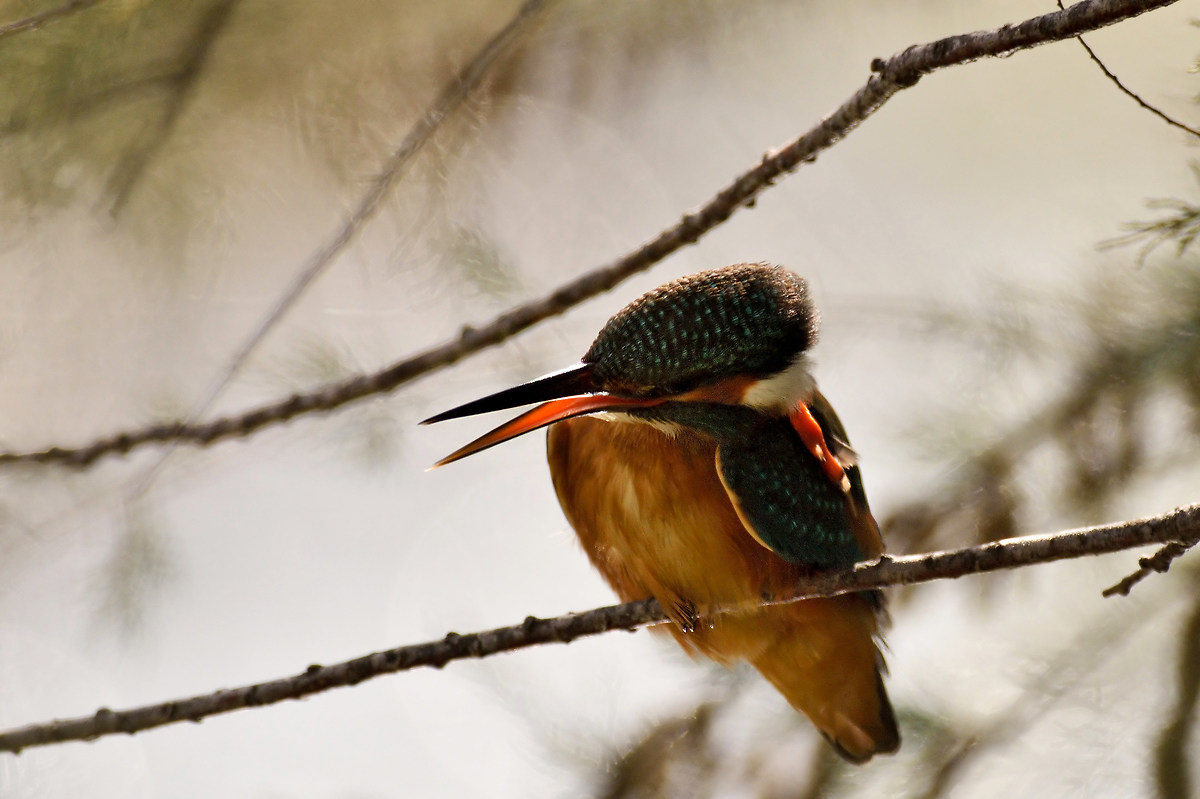 Martin pushes to the right ...