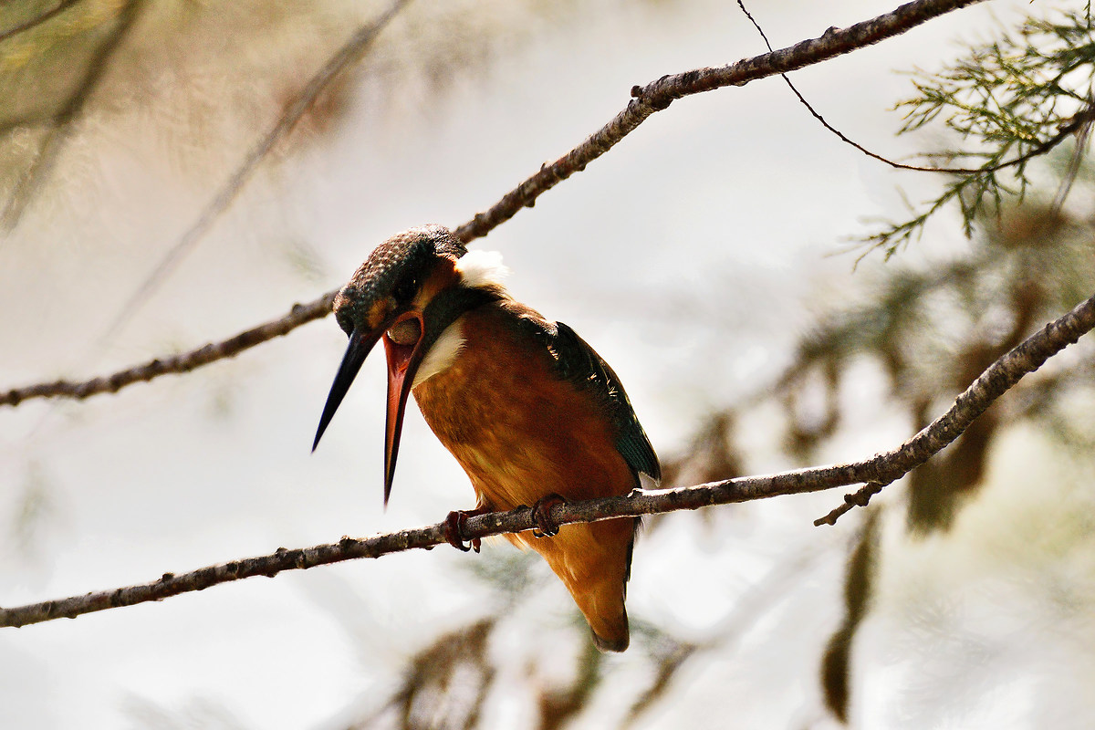 ... Finally comes the wad