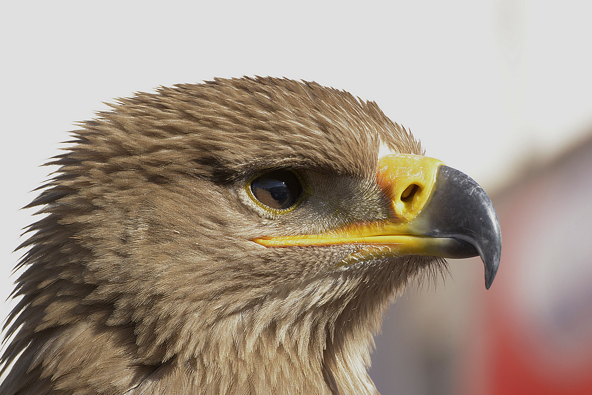 Manifestazione di falconeria Aquila delle steppe_2