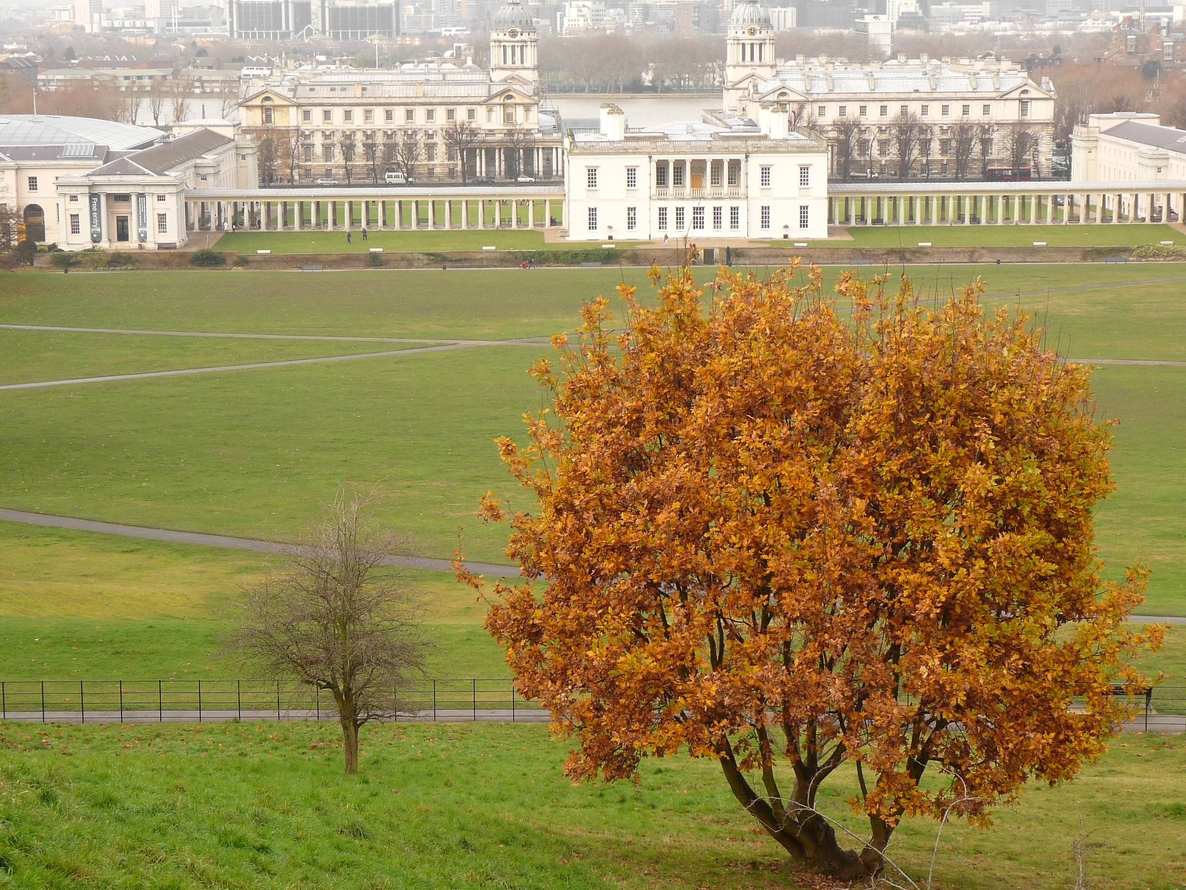 l'albero giallo di Greenwich