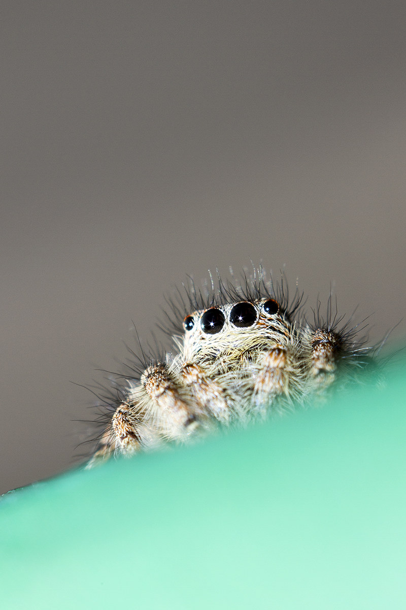 Cuckoo ... spider spider salticidae