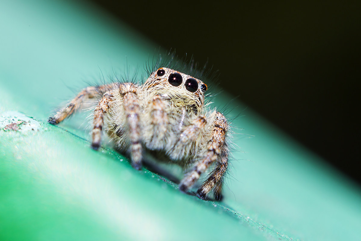 spider spider salticidae 2