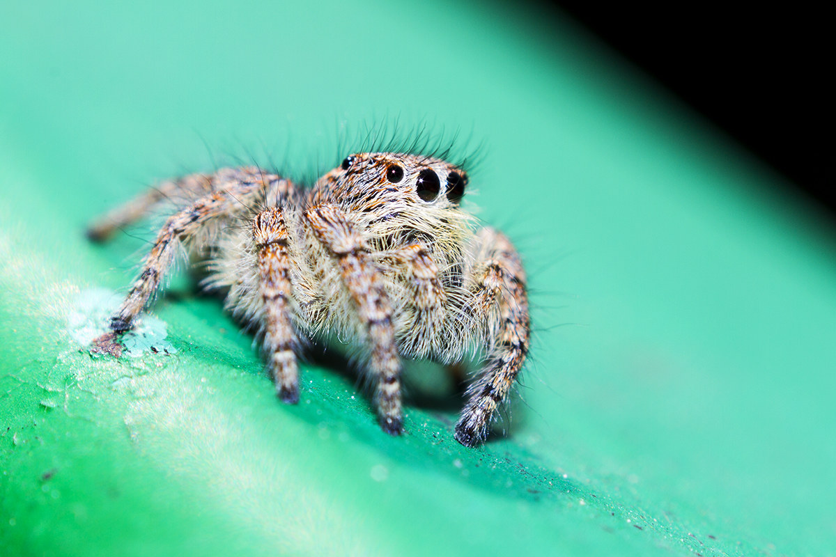 salticidae spider spiders