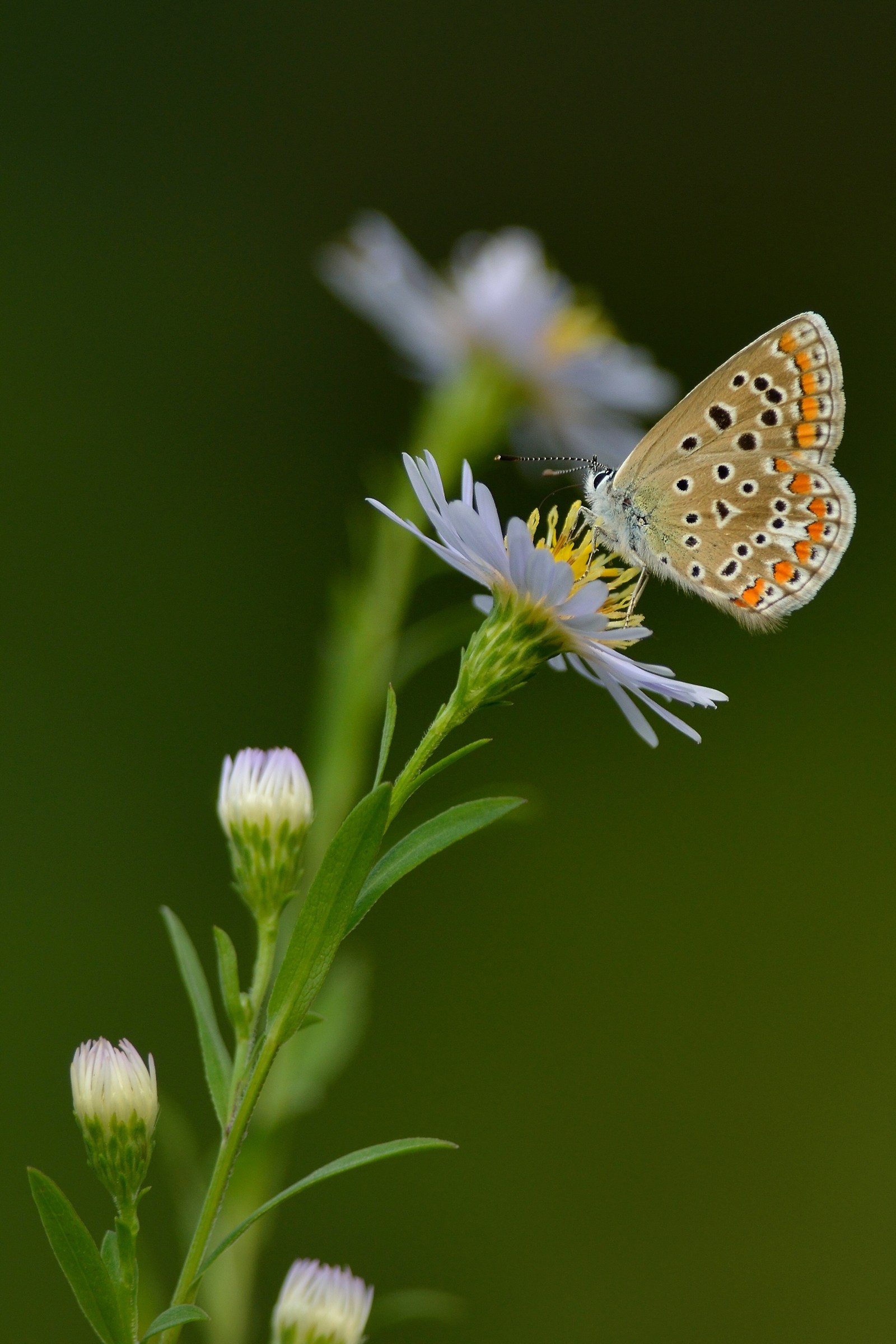 Polyommatus icarus