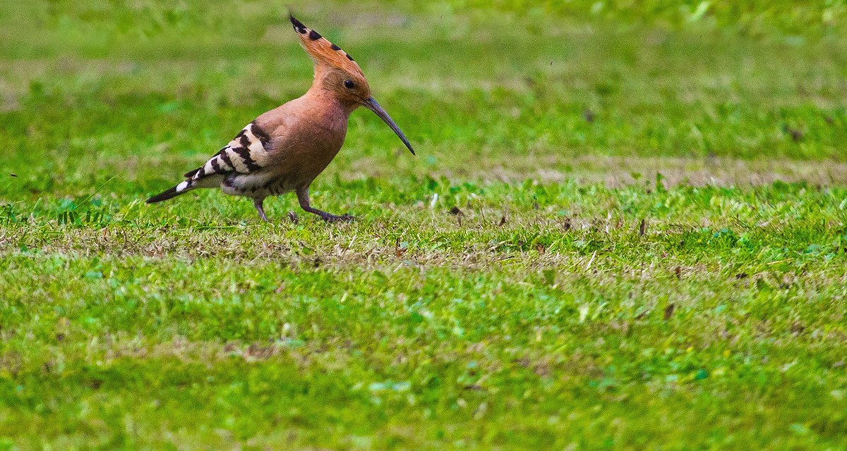 Hoopoe
