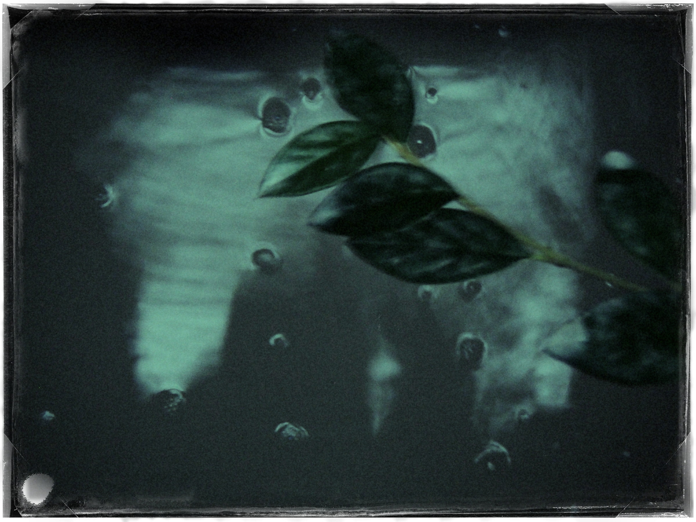 in un tombino, acqua di scolo, vivono piante