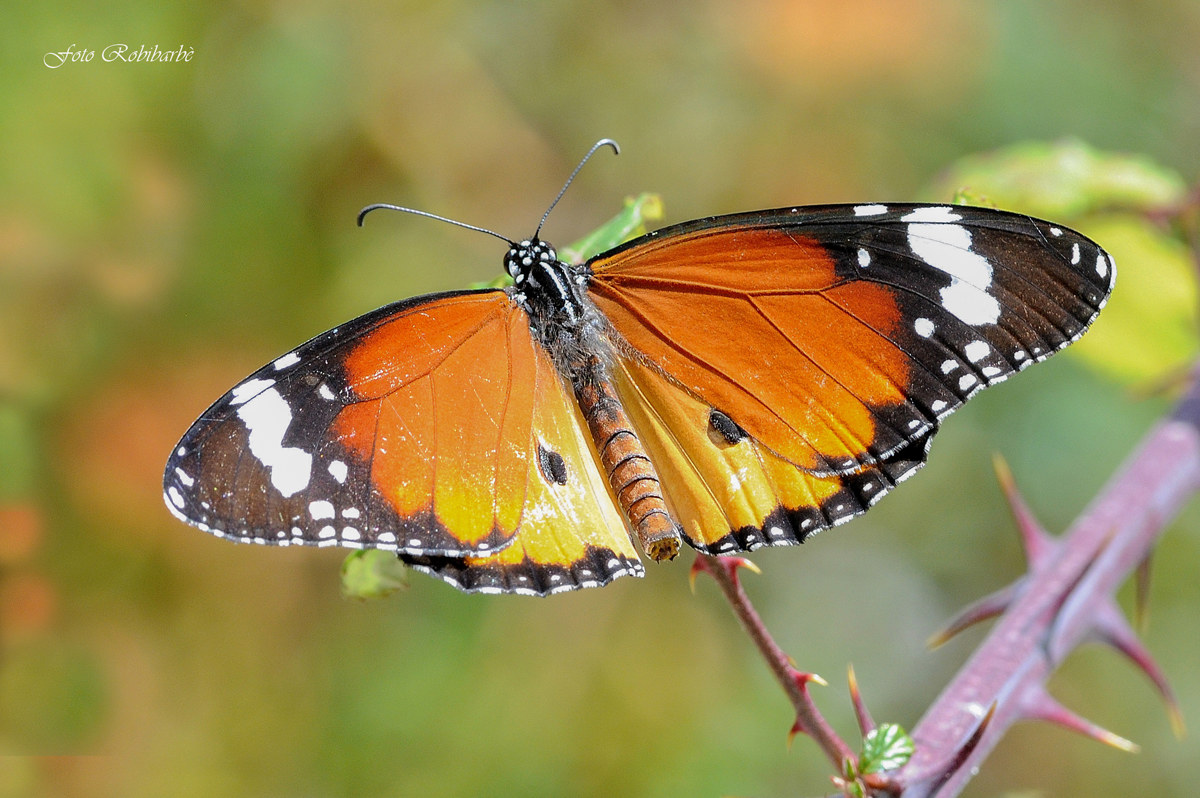 Danaus glippus....