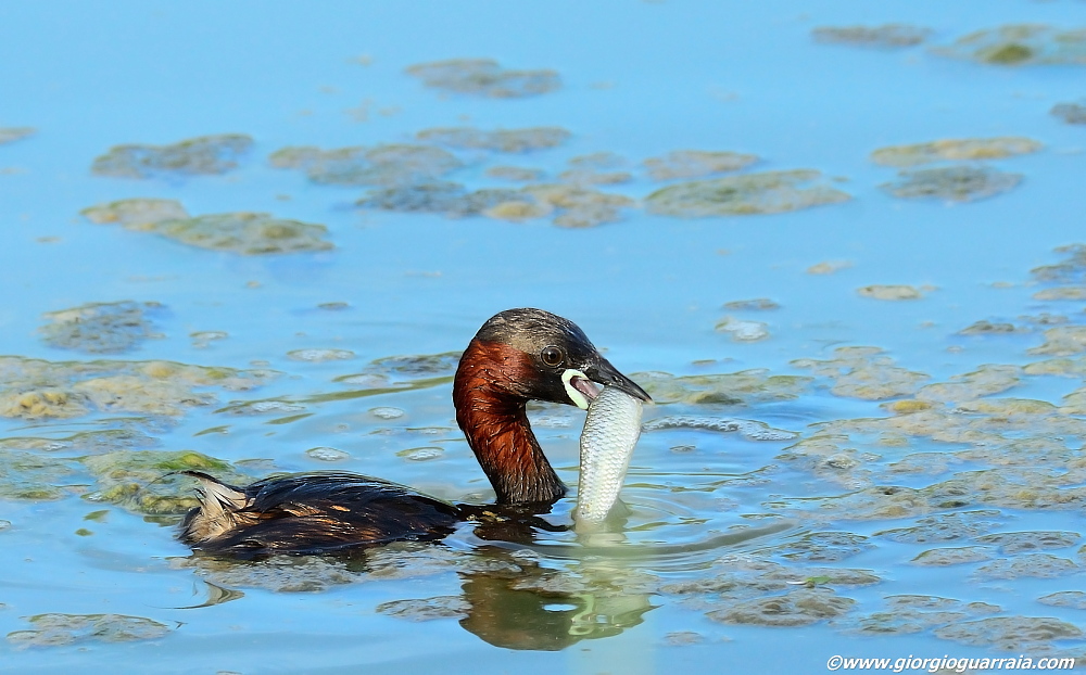 Tuffetto: il fiero pasto