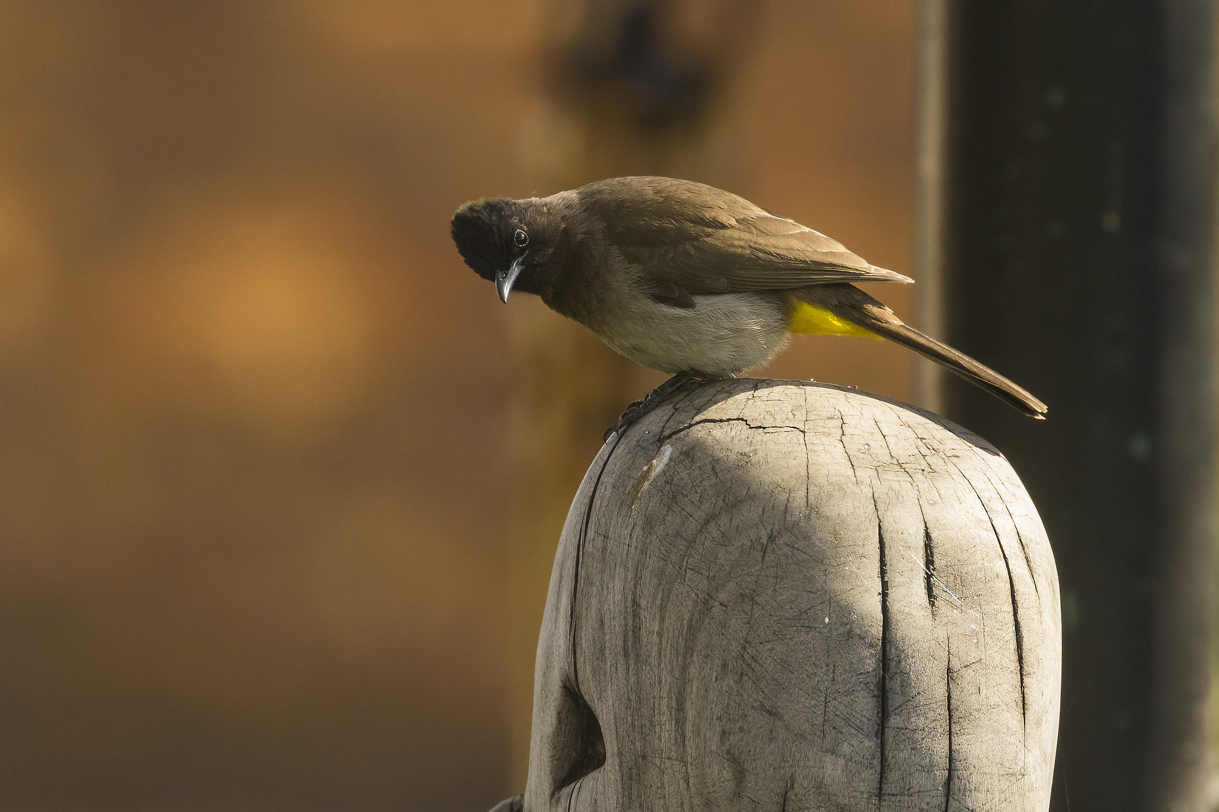 Dark-capped Bulbul