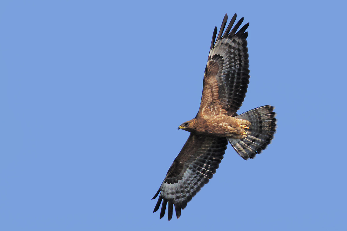 Honey buzzard