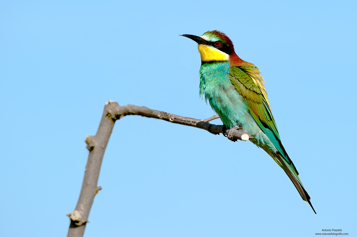 bee-eater