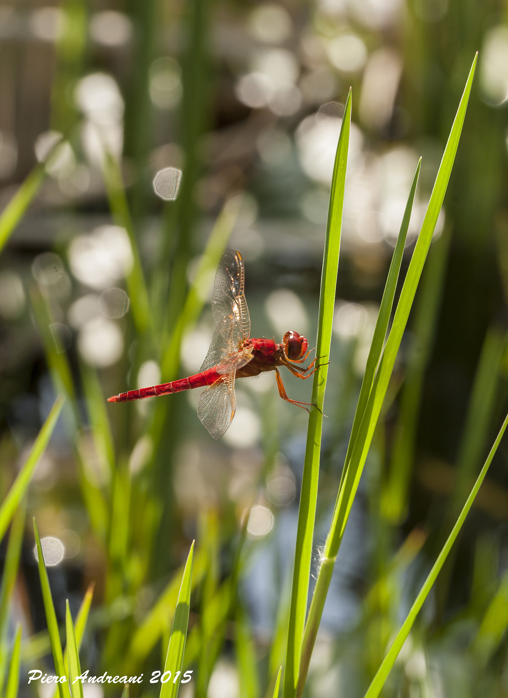 Dragonfly