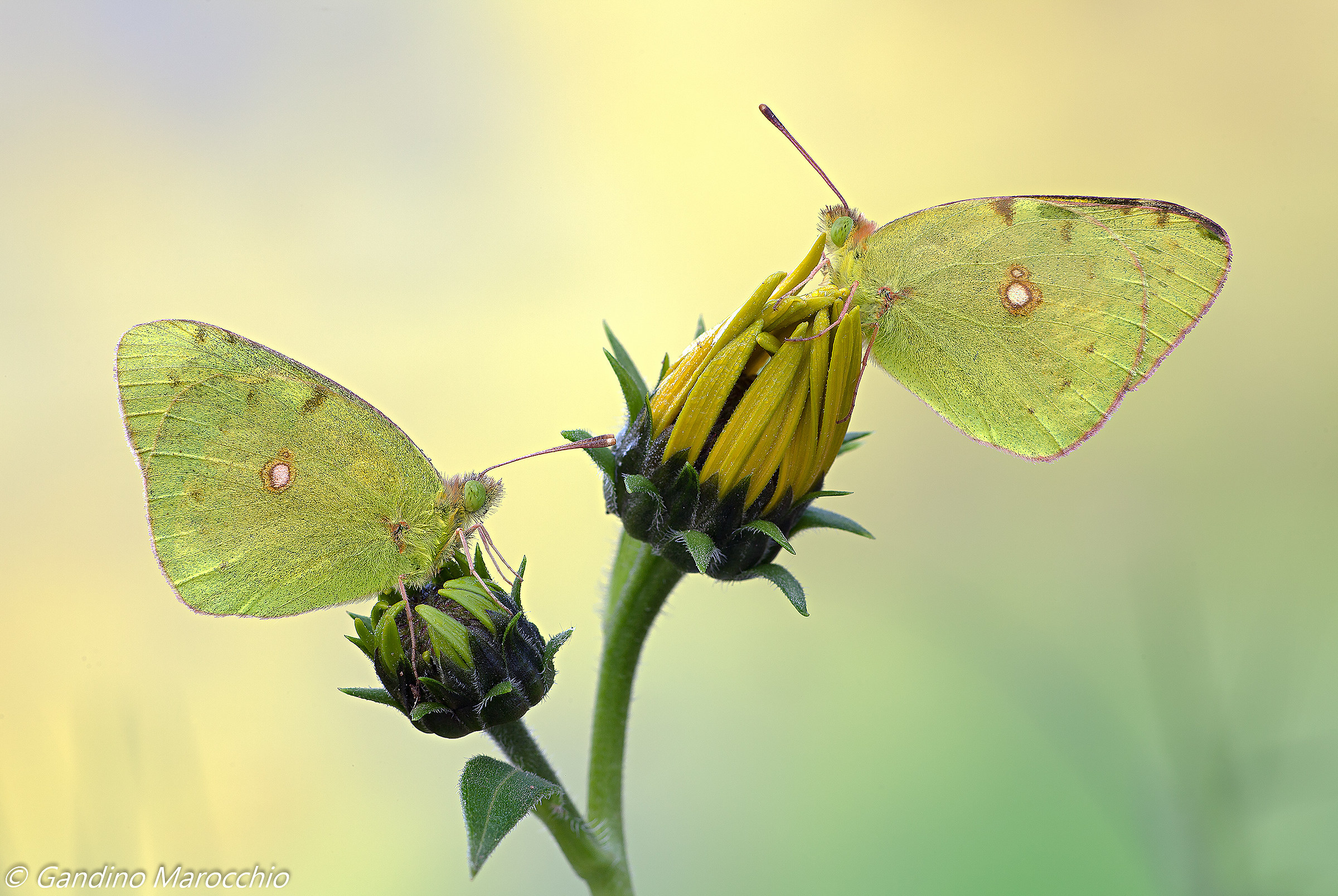 Bi Colias ( Versione riveduta )