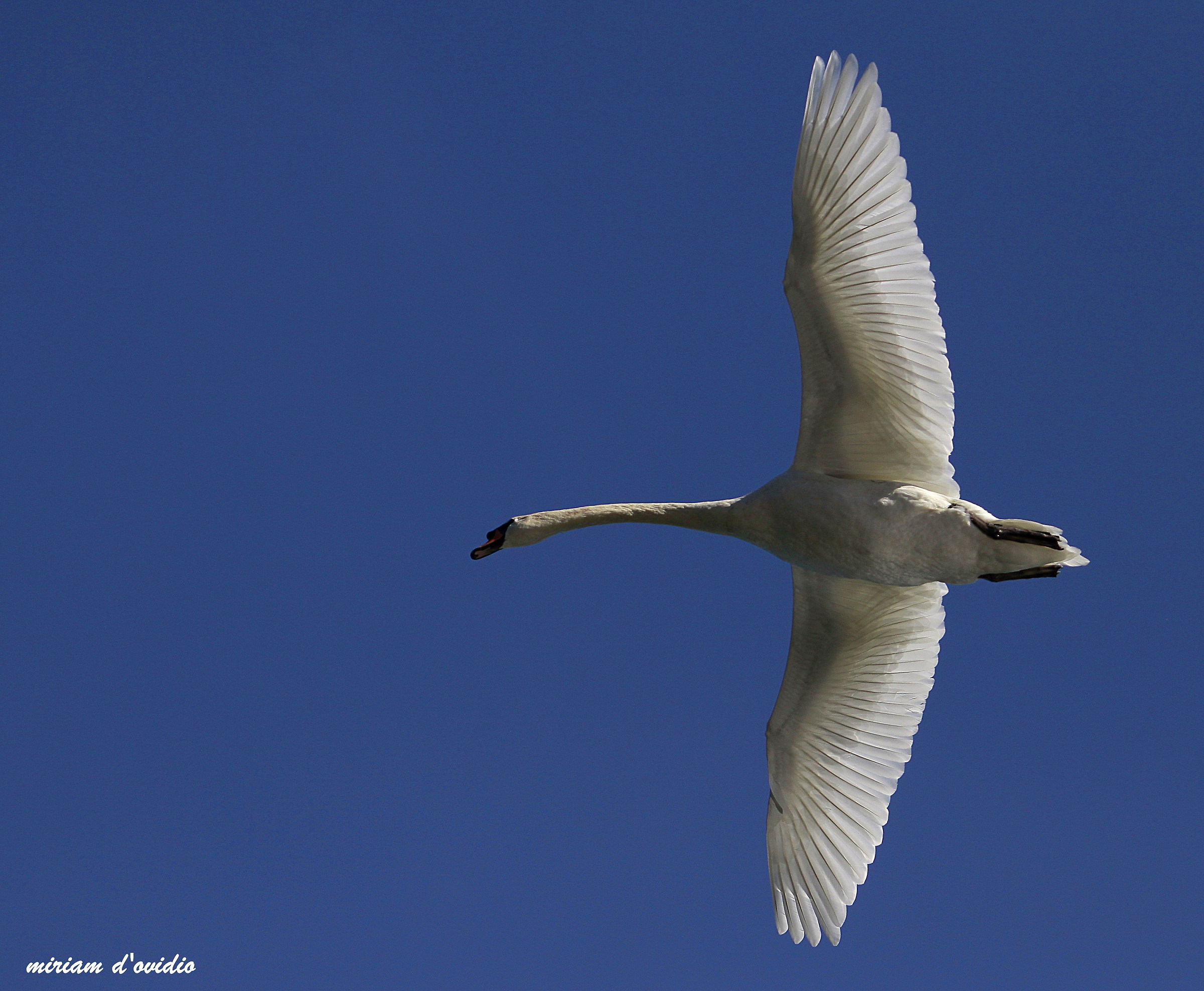 mute swan