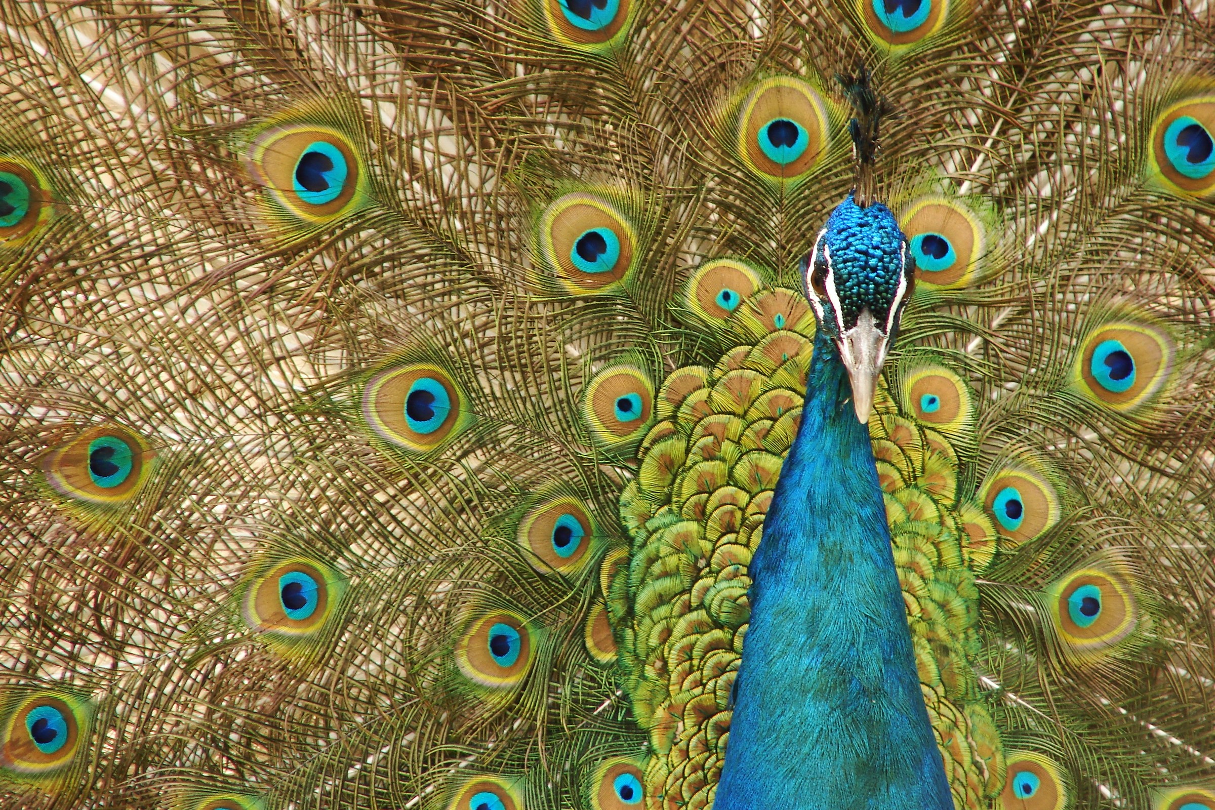 Louguantai Wild Animal Breeding and Protection Center.