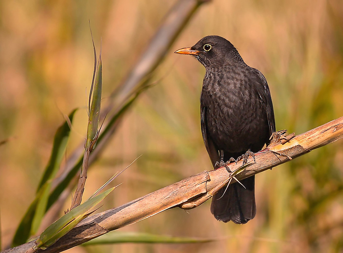 male blackbird
