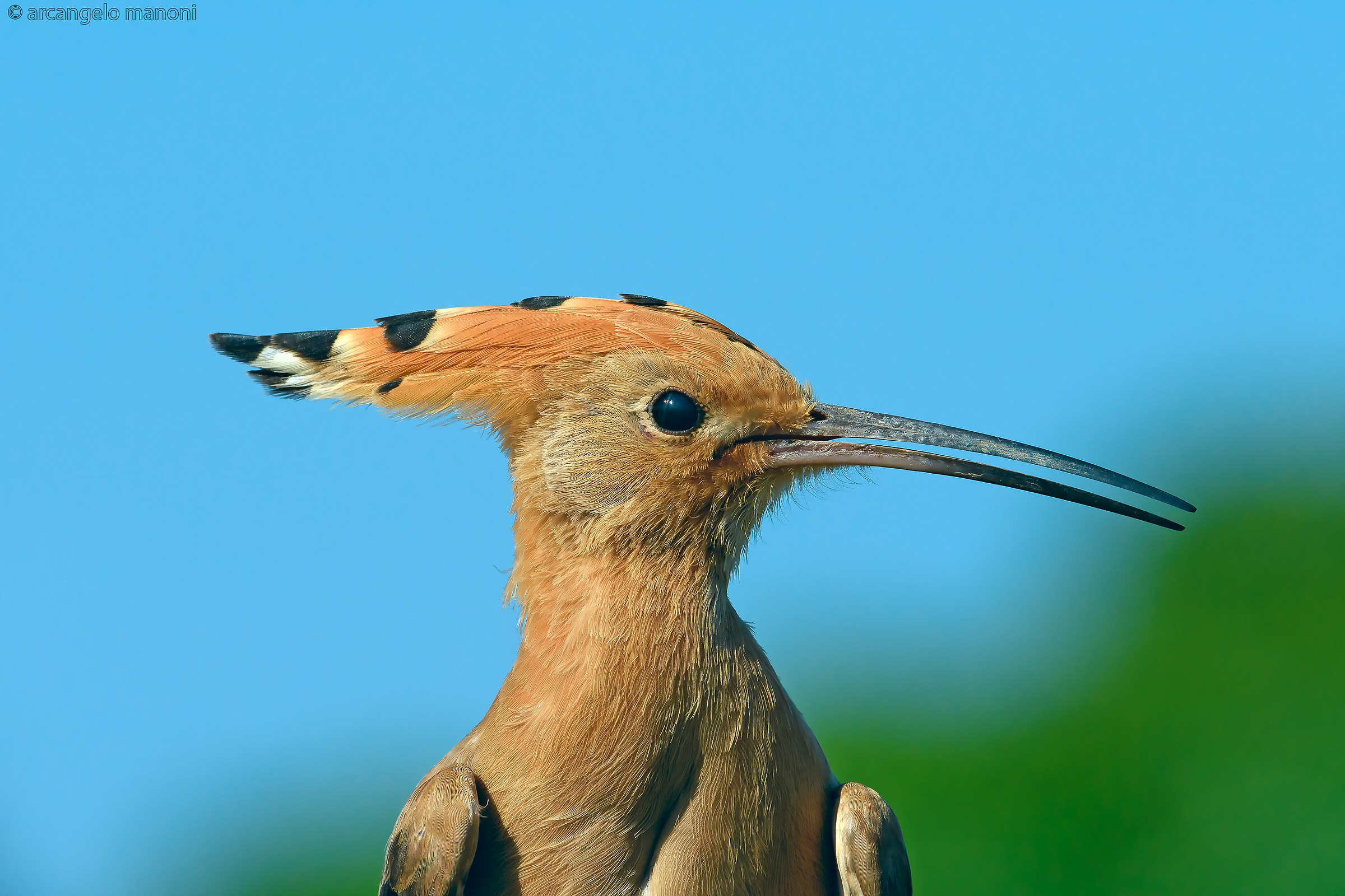 Dettaglio sull'upupa