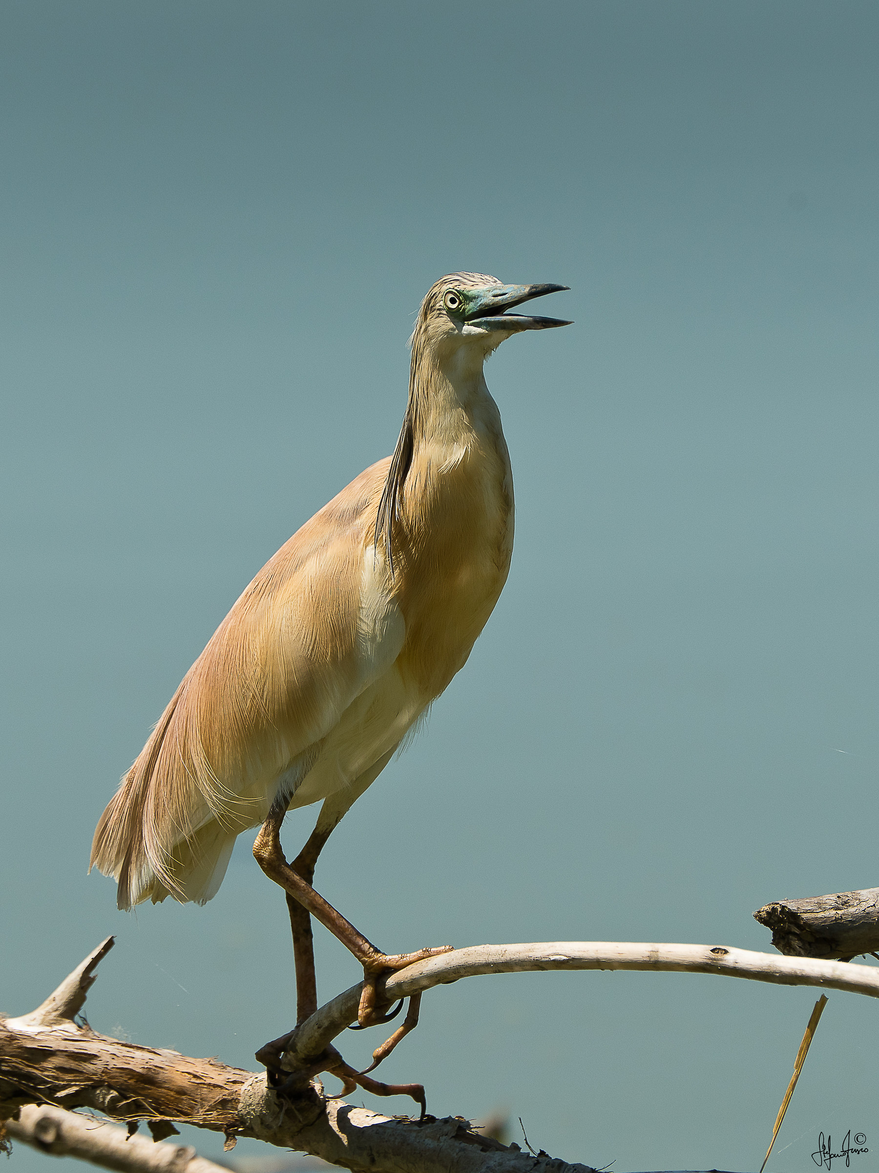 Sgarza ciuffetto-1158