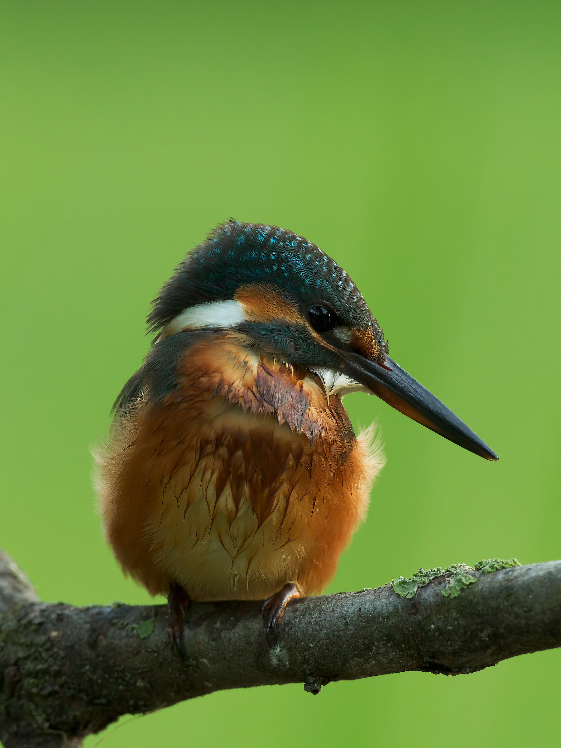 a nice ... ritrattone!