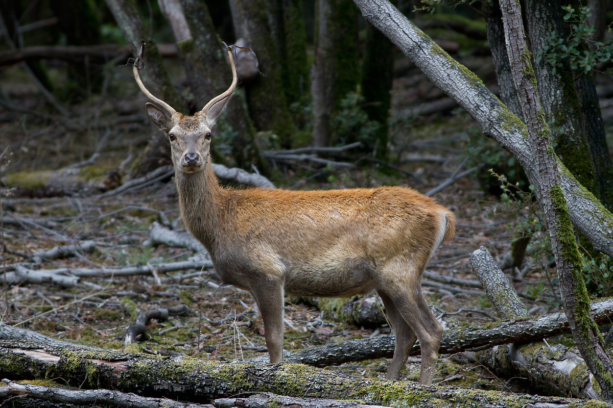 young male deer