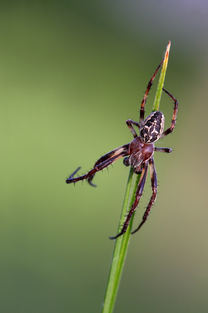 Evolutions - Larinioides cornutus male (?)