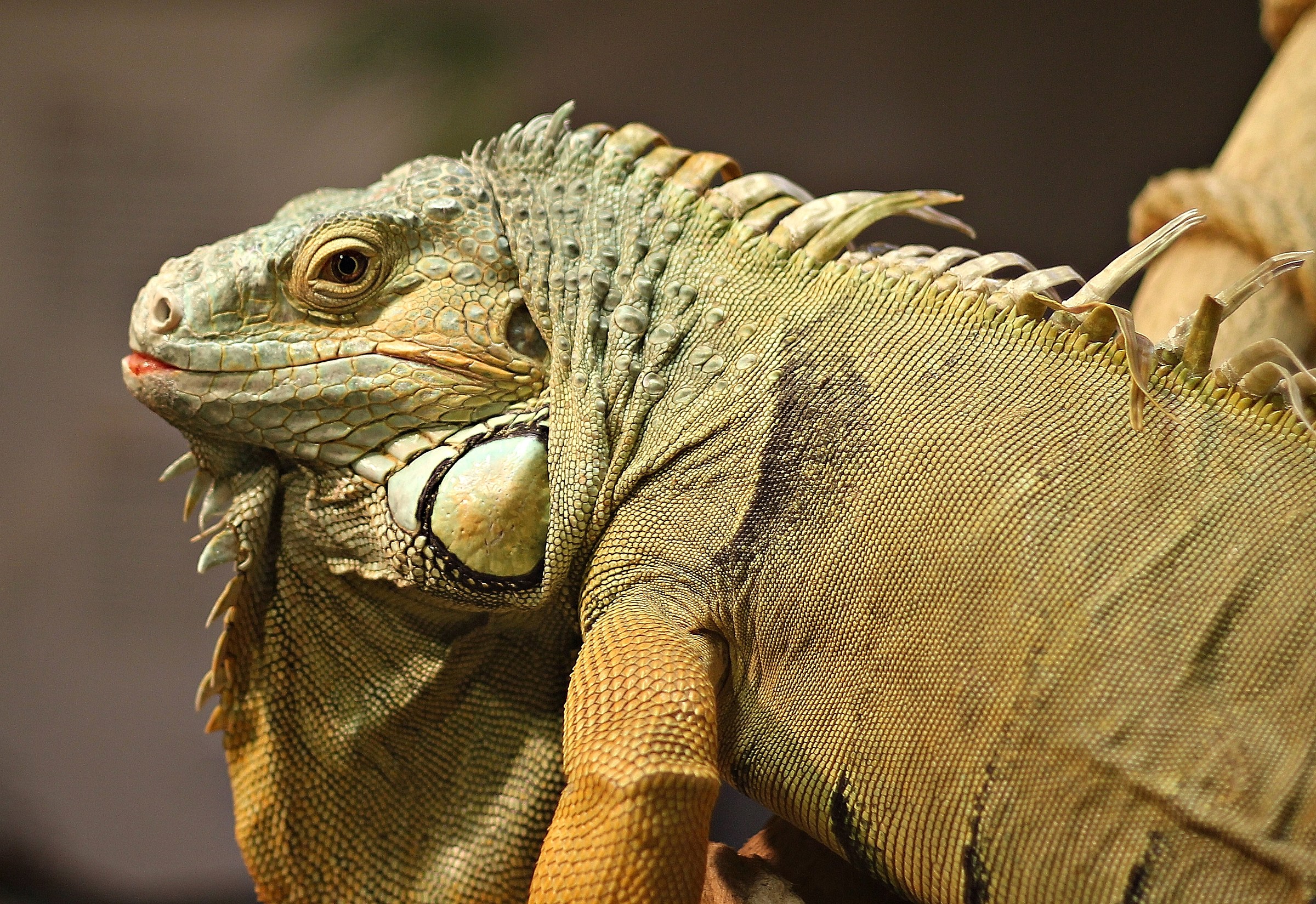 Il mio lato migliore