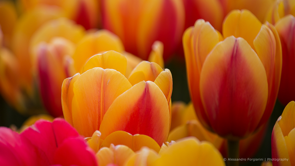 Tulips 1