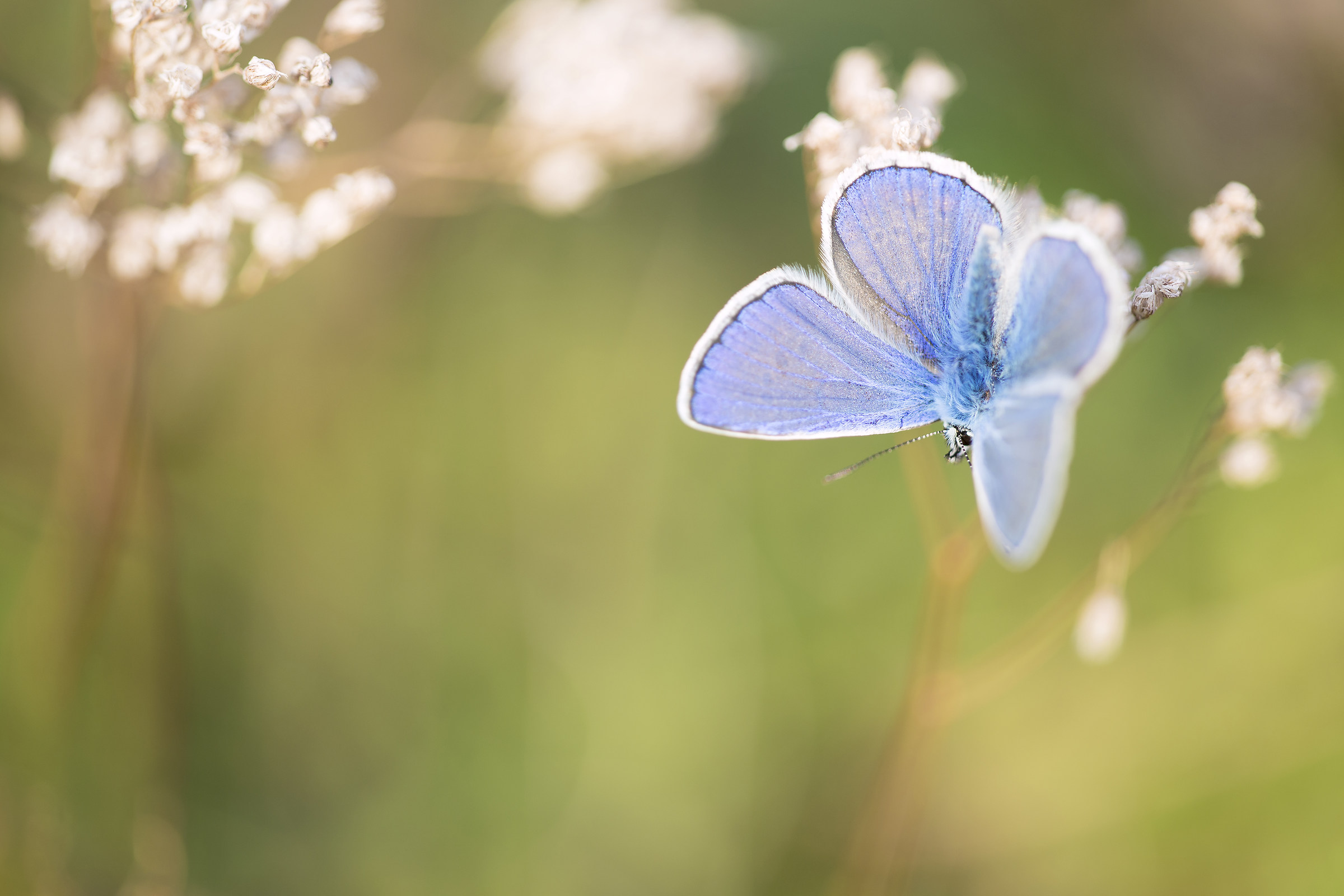 la principessa azzurra